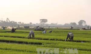 Cần Thơ hướng sản xuất theo mô hình cánh đồng lúa sạch