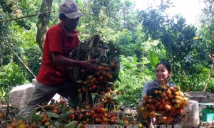 Bến Tre: Giá chôm chôm trái vụ tăng cao