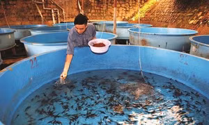 Lâm Đồng phát triển nghề nuôi cá nước lạnh
