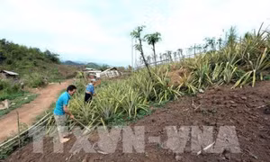 Hà Nội thu gom, sử dụng có hiệu quả tầng đất canh tác khi chuyển sang đất công trình