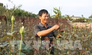 Lai ghép thành công hồng nhập ngoại với tầm xuân của Việt Nam