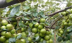 Kỹ thuật trồng và chăm sóc cây táo đúng cách