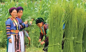 Cây lanh - biểu tượng văn hoá người Mông