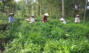 Đánh thức tiềm năng cây chè Chùa Tà trên quê hương đất Tổ