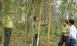 Trồng rừng gắn với kinh tế trang trại cho hiệu quả kinh tế cao