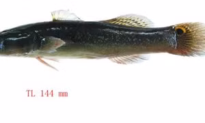 Kỹ thuật nuôi cá bớp trong ao