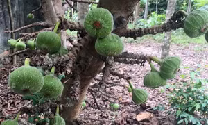  Món ăn từ trái vả - đặc sản xứ Huế