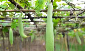 Kỹ thuật gieo trồng cây mướp cho năng suất cao