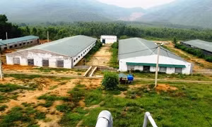 Các mô hình trang trại thành công nên tham khảo