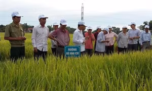 Trà Vinh lưu ý nông dân nên sử dụng giống lúa chịu mặn để tránh thiệt hại