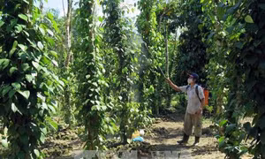 Kỹ thuật phòng trừ sâu bệnh cho cây tiêu