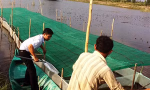 Kỹ thuật vèo tôm giống