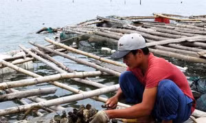 Kỹ thuật nuôi hàu thương phẩm