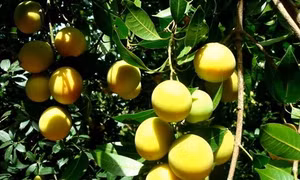Quả thanh trà giải nhiệt ngày hè