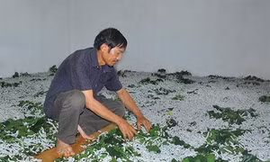 Lâm Đồng phục hồi nghề dâu tằm truyền thống