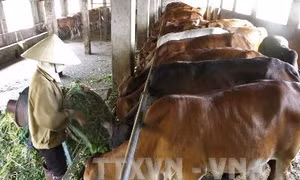 Sóc Trăng phát triển chăn nuôi bò thịt theo hướng nâng cao giá trị gia tăng