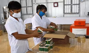 Phát triển cây dược liệu - hướng đi mới cho đồng bào huyện miền núi Con Cuông