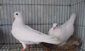 Kỹ thuật nuôi Chim bồ câu Pháp kiếm tiền triệu cực đơn giản