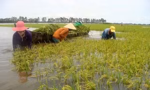 Phát triển Đồng Tháp Mười thành vùng sản xuất nông nghiệp công nghệ cao