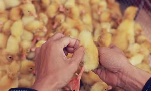 Làm giàu nhờ nghề ấp trứng gia cầm