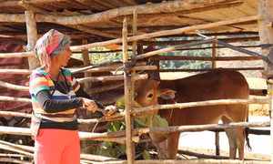 Xã Mường Mô tích cực giúp đồng bào dân tộc tái định cư xóa đói, giảm nghèo