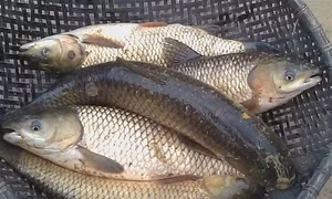Kỹ thuật ương cá trắm cỏ giống