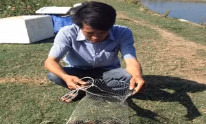 Hà Tĩnh: Hiệu quả từ mô hình nuôi cá dìa trong ao đất