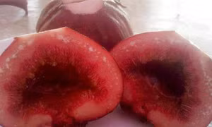 Ngõa mật - nồng say hương vị đồng rừng
