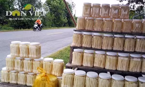 Giòn ngon dưa bồn bồn đặc sản Đất Mũi