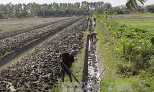 Tiền Giang tích cực chuyển đổi sản xuất trên nền đất lúa