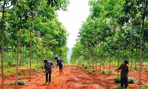 Kỹ thuật trồng và khai thác cây cao su ở vùng Tây Nguyên
