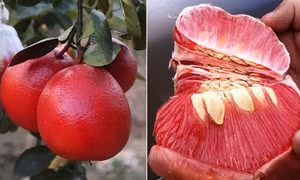 Bưởi đỏ tiến vua nức tiếng xứ Thanh