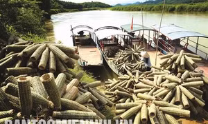 Đan rọ tôm - nghề phụ đem lại thu nhập chính ở Phan Thanh