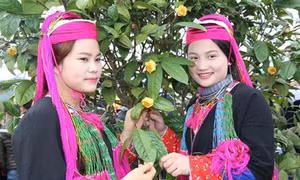 Lễ hội " Bình Liêu - Mùa hoa Sở" và "Rực rỡ Trà hoa vàng" ở Quảng Ninh