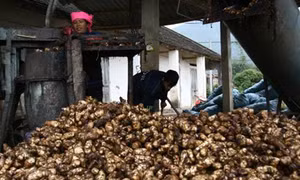 Làng nghề Miến dong Côn Minh – Hương rừng Bắc Kạn