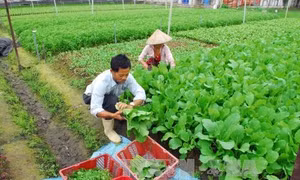 Tháng 1 năm 2017, giá trị sản xuất nông lâm ngư nghiệp đạt gần 1.000 tỉ đồng