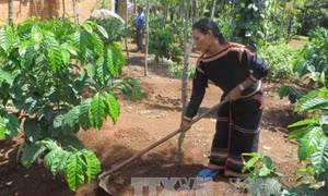Đắk Lắk phát huy hiệu quả nhờ trồng tái canh cà phê