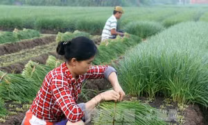 Trồng hẹ cho thu nhập ổn định