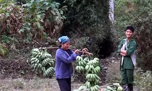 Chuối tây - Cây thoát nghèo cho người dân vùng sâu