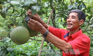 Giải pháp phát triển cây ăn quả bền vững khu vực Nam bộ