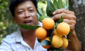 Thừa Thiên - Huế được mùa thanh trà và đầu ra ổn định