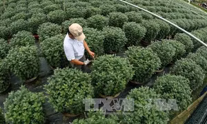 Kỹ thuật trồng, chế biến cúc hoa