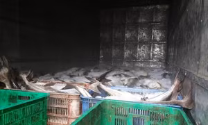 Đã tìm ra nguyên nhân cá chết trên sông Chà Và