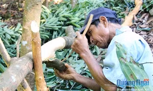Đồng bào Cor bước vào mùa thu hoạch quế