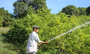 Lão nông Nguyễn Tường thu nhập cao từ mô hình vườn rừng