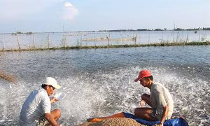 Quy định mới quản lý thức ăn chăn nuôi, thủy sản
