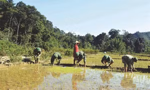Bộ đội biên phòng Tây Giang giúp dân xây dựng nông thôn mới