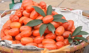 Những vị thuốc quý từ quả nhót