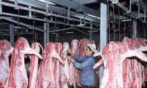 Đổi mới ngành chăn nuôi, sản xuất thịt lợn từ công cụ quản lý chuỗi