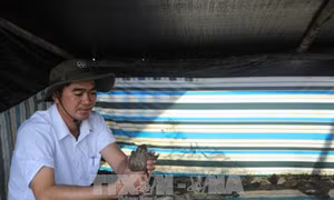 Làm giàu trên mảnh đất quê hương